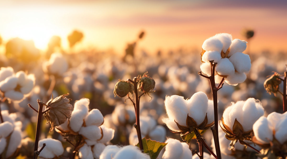 Cotton