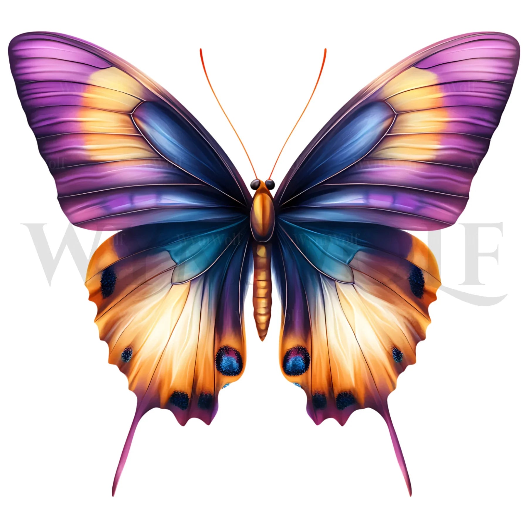 design arthropode no.0045