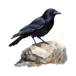 WymWolf Common Bird graphic 0001