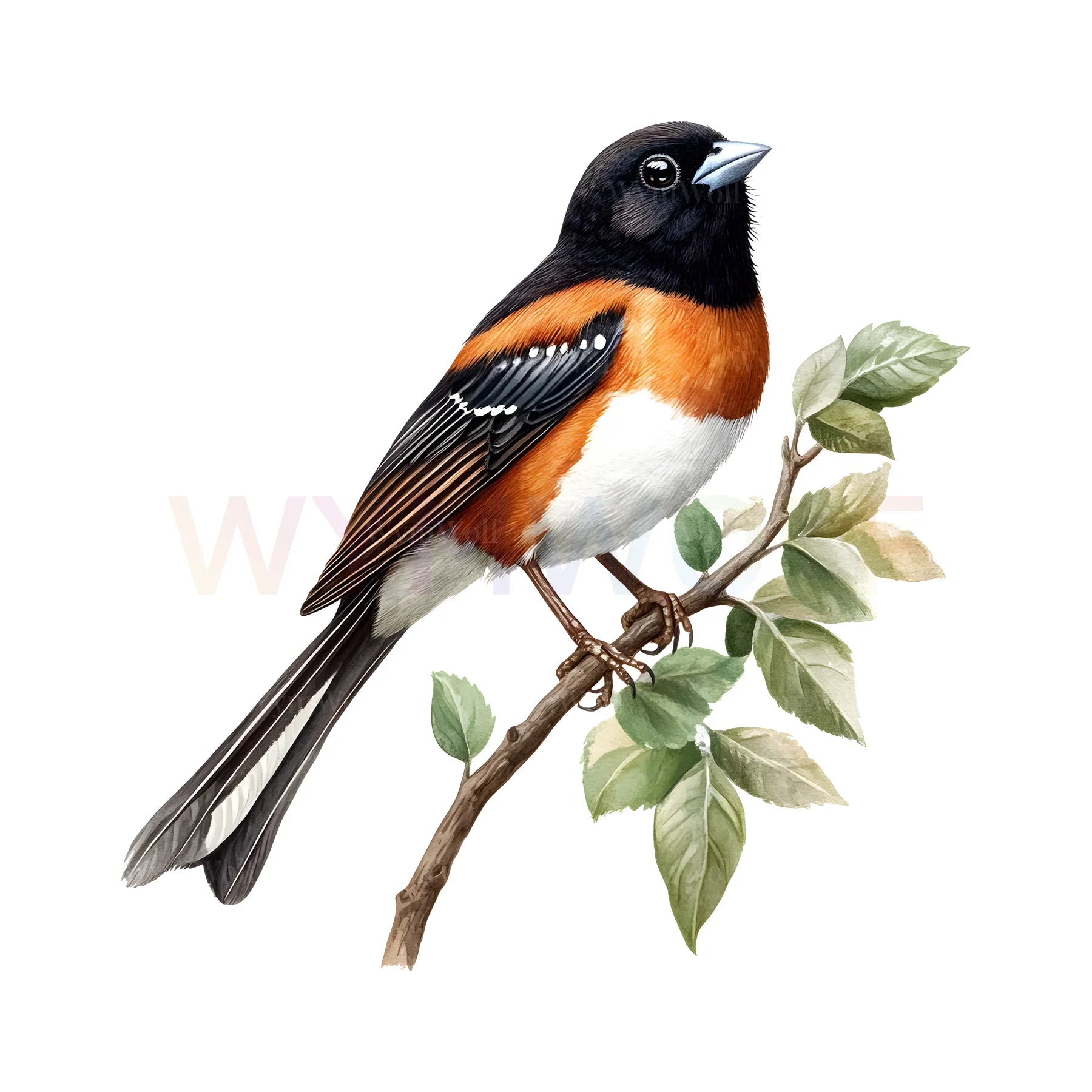 WymWolf Common Bird graphic 0008